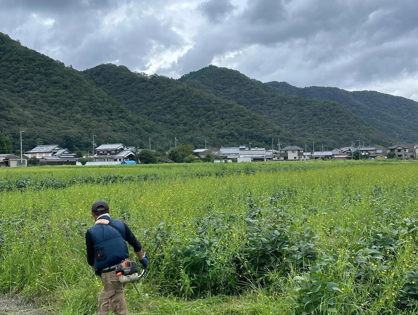 【姫路】こばファームの大豆畑の様子をご紹介します。