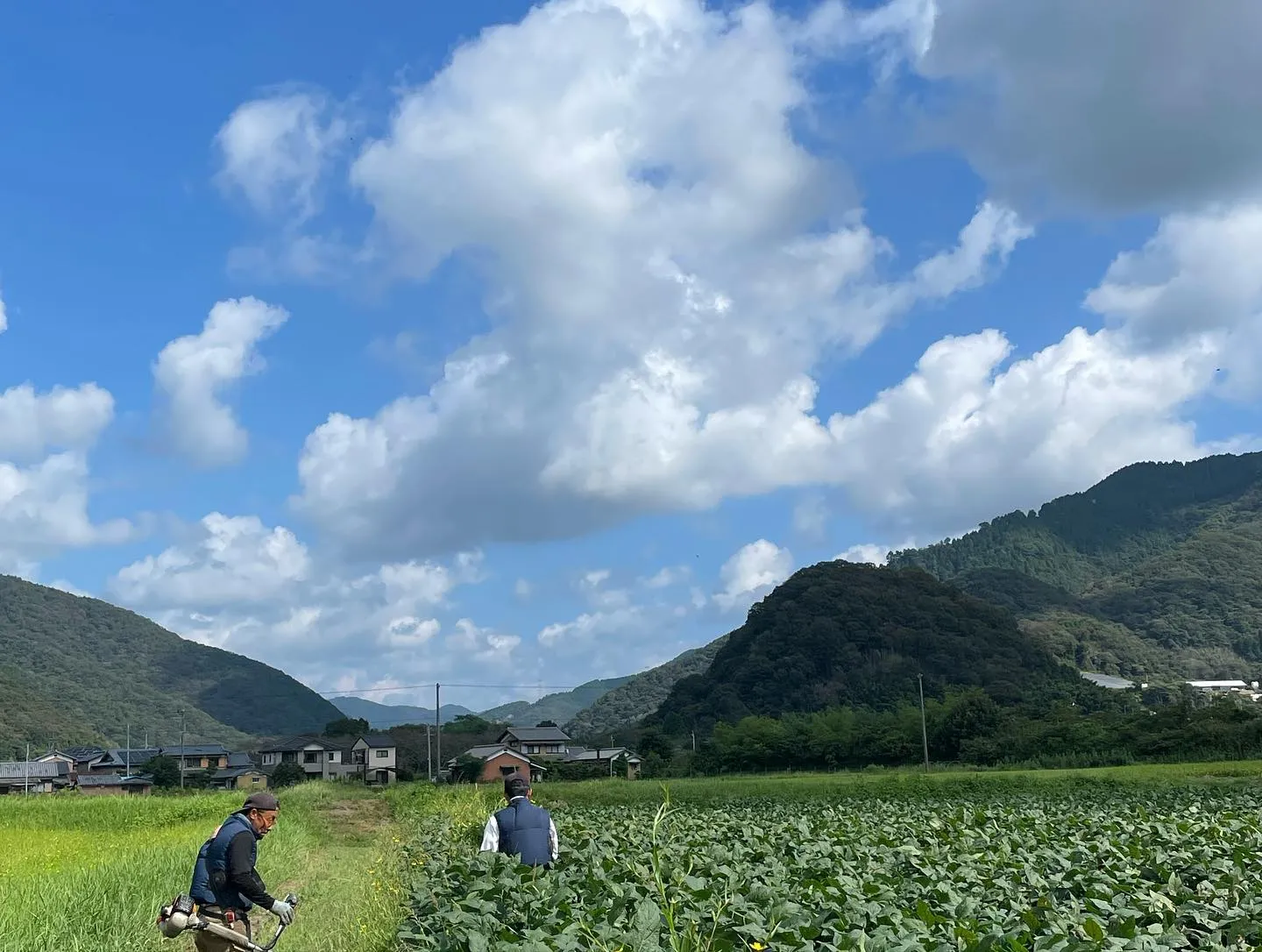 【姫路】こばファームの大豆畑の様子をご紹介します。