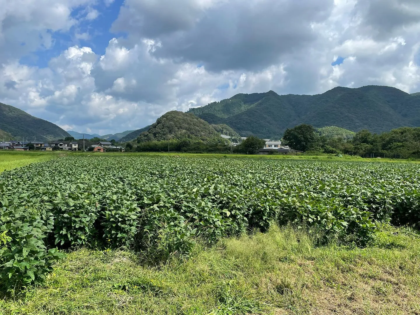 【姫路】こばファームの大豆畑の様子をご紹介します。