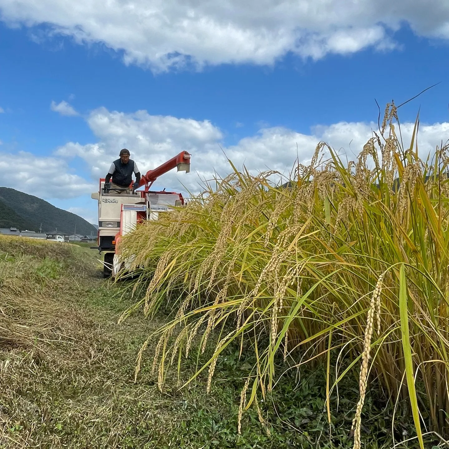 【姫路】こばファームで自然栽培されたお米の稲刈りが行われまし...