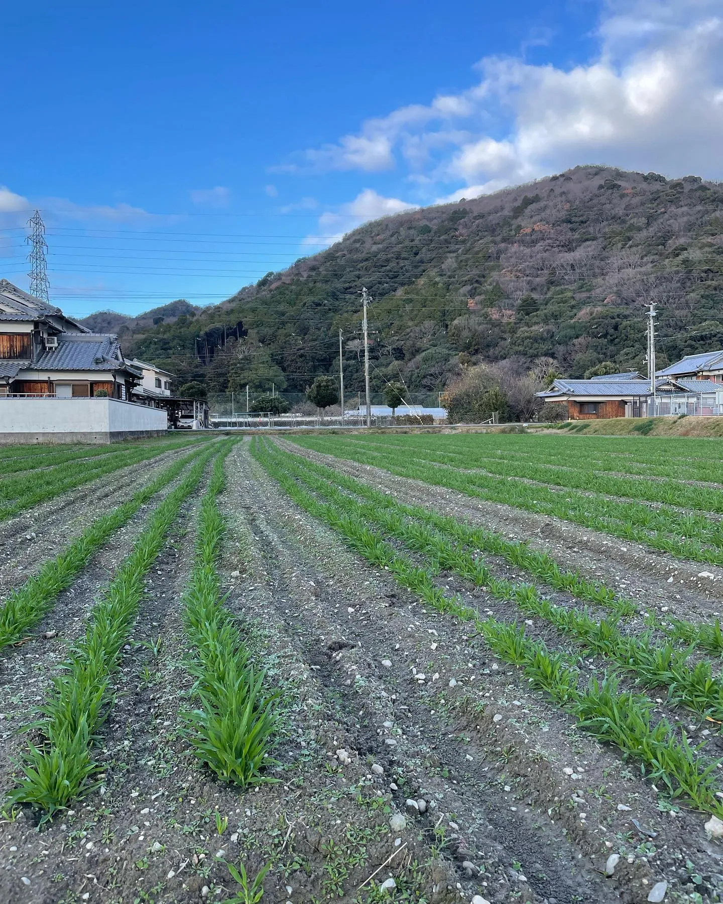 麦が順調に育ってきました。