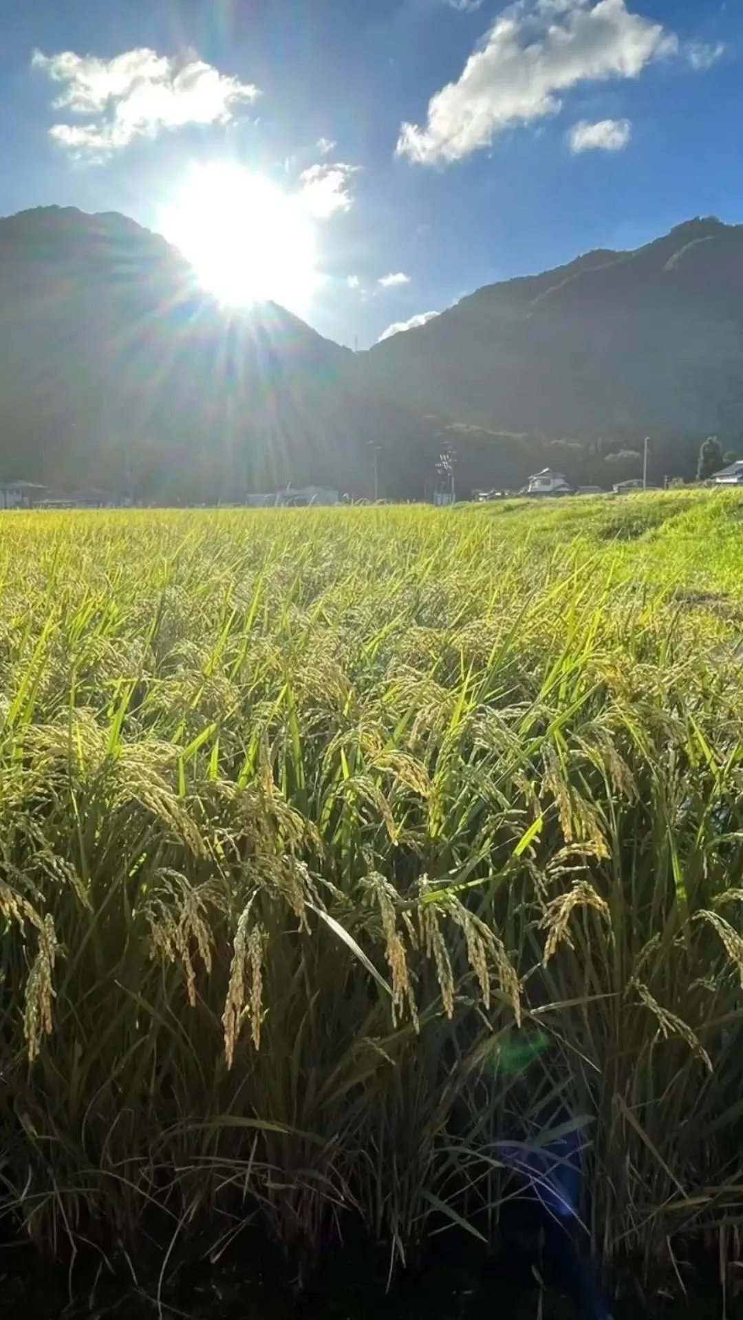 姫路市のこばファームです🌾🌾